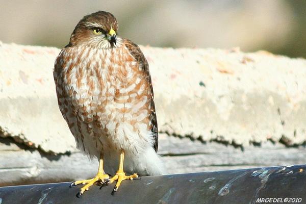 Photo of Accipiter striatus by <a href="http://www.flickr.com/photos/madridminer/">Michael Roedel</a>